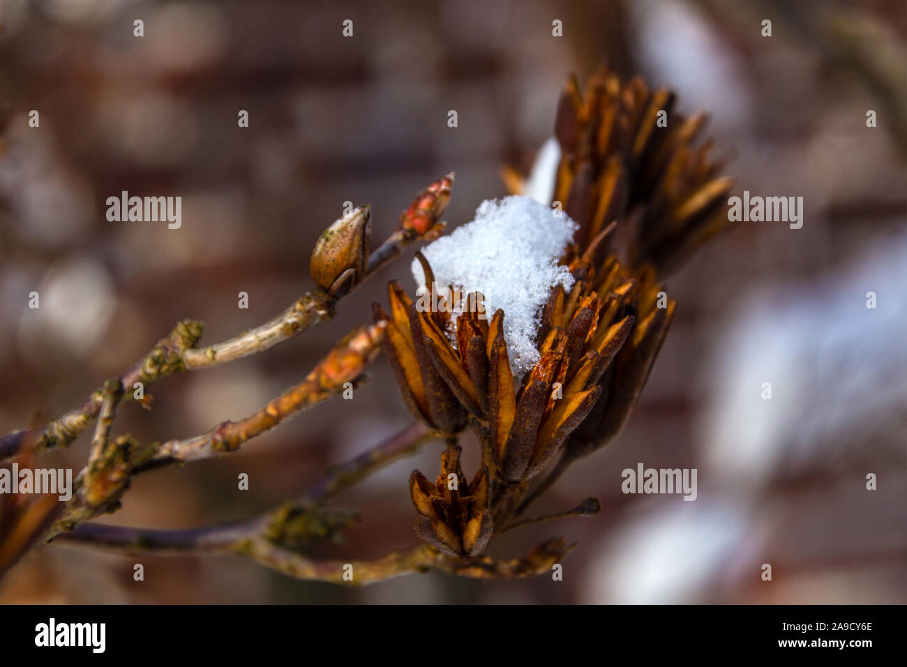 Invierno azalea y nieve Fotografía de stock - Alamy