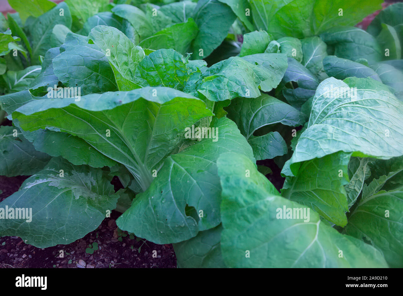 Una cosecha de otoño de Brassica rapa (Grupo pekinensis) repollo chino 'Apex' a finales de septiembre, creciendo en un polytunnel Foto de stock
