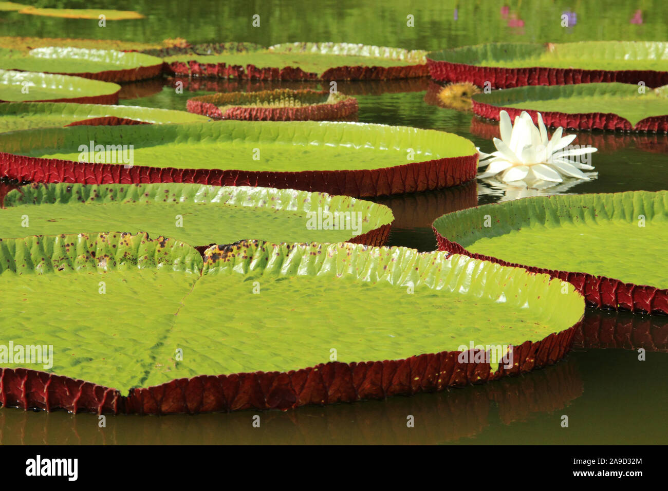 Victoria cruziana el agua de la planta acuática con hojas gigantes Pantanal Brasil Foto de stock