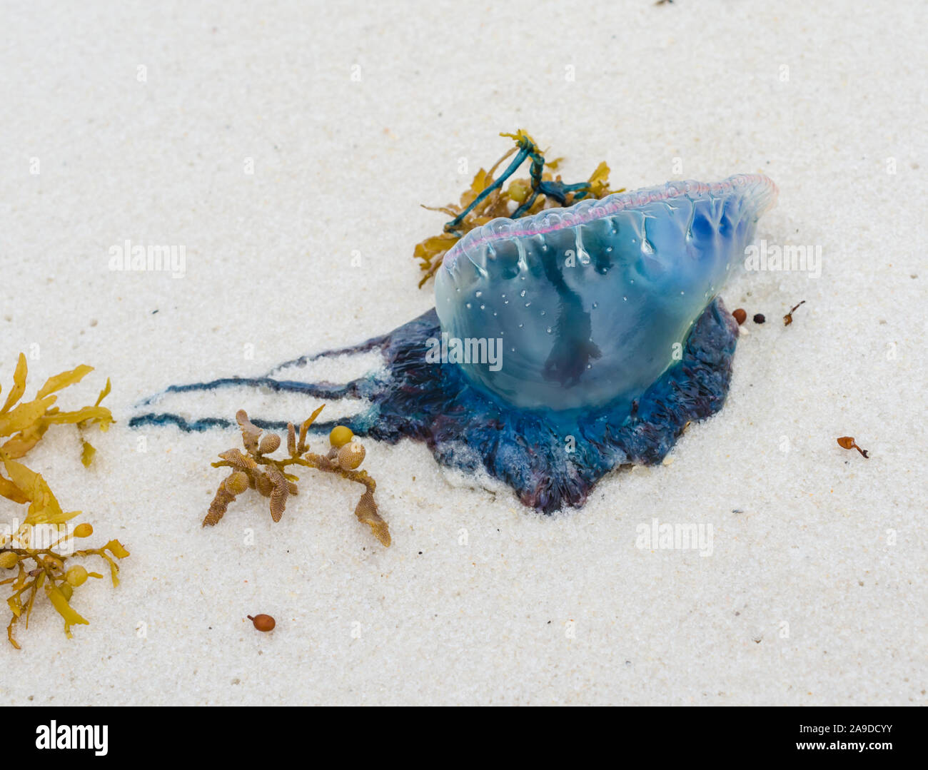 Medusas peligrosas en la playa fotografías e imágenes de alta resolución -  Alamy