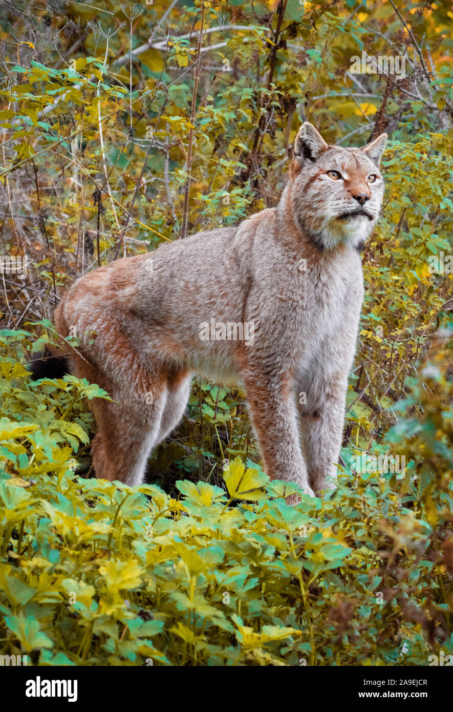 Parque Nacional de Abruzos, Lacio y Molise (Italia) El otoño con el