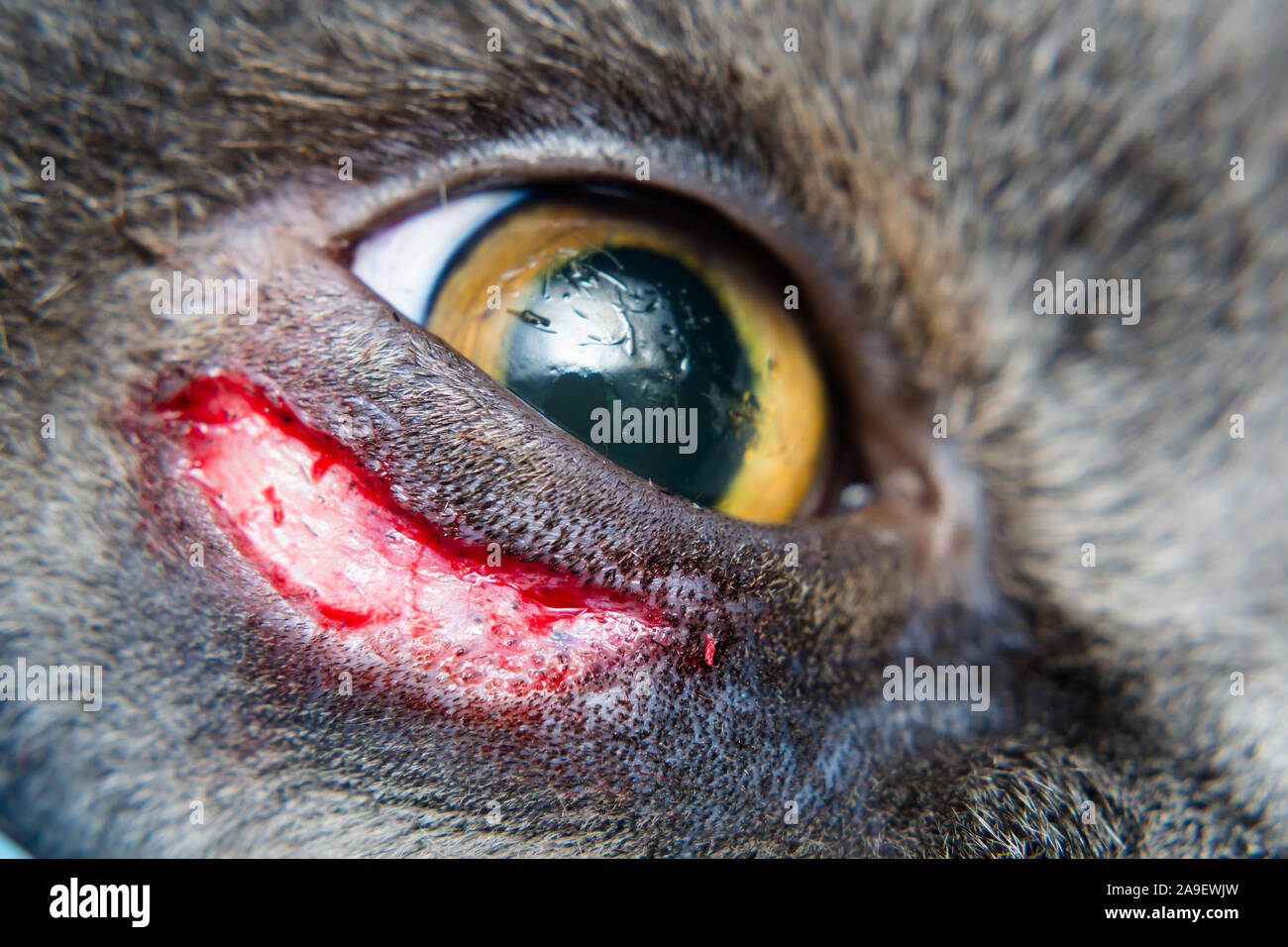 Entropión cirugía en British Shorthair raza de gato Fotografía de stock