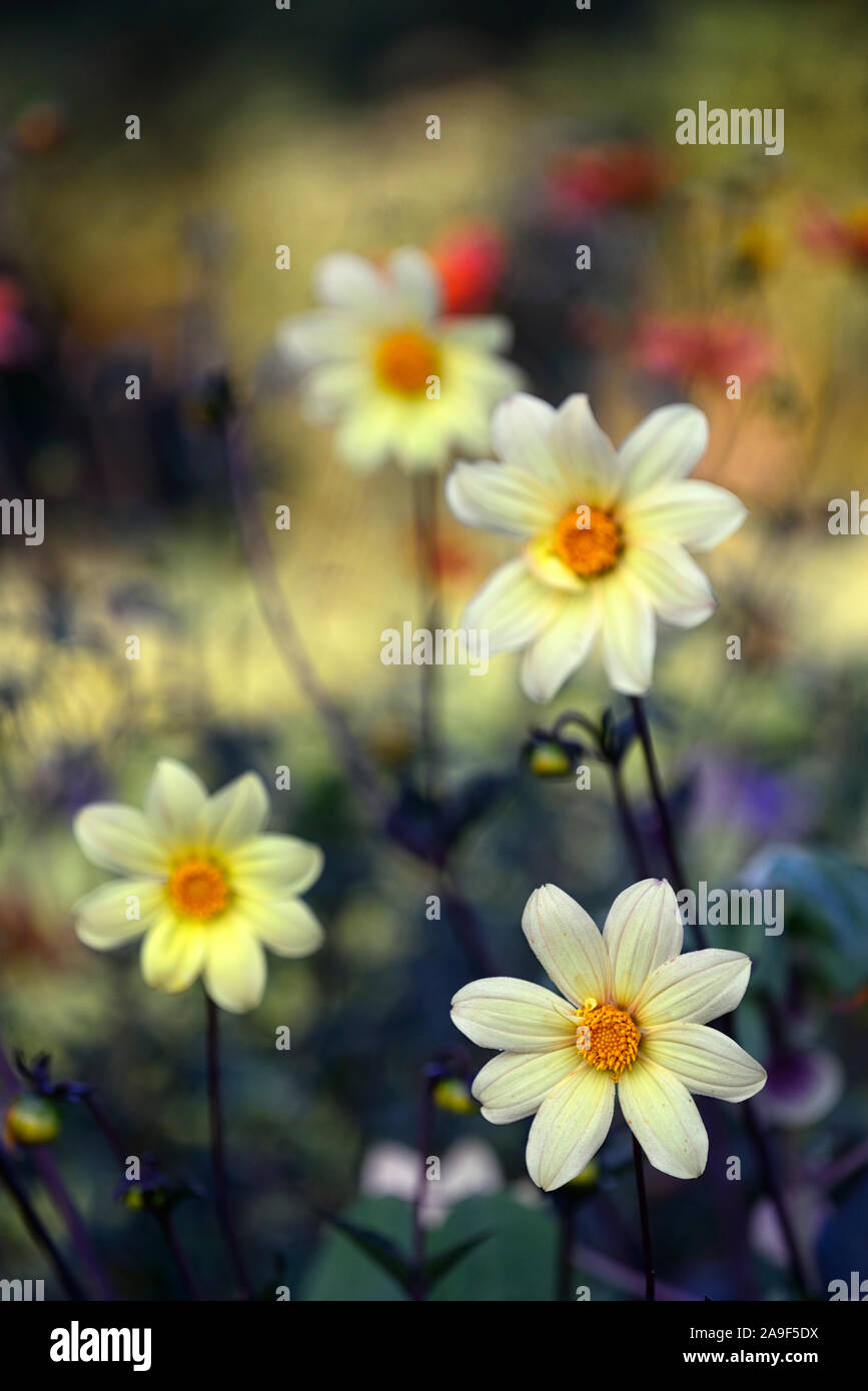 Dalia,peony dalias,Seedling, flores de color amarillo crema,flores florales,RM Foto de stock