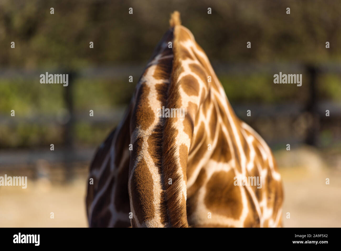 Cerca de la piel de la jirafa con manchas y melena. La fauna africana Foto de stock