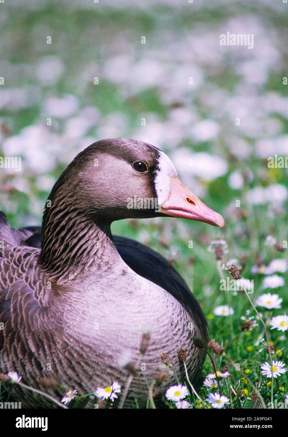 De fachada blanca "ganso Anser albifrons' Adulto en ,WWT Washington,Tyne & Desgaste. Foto de stock