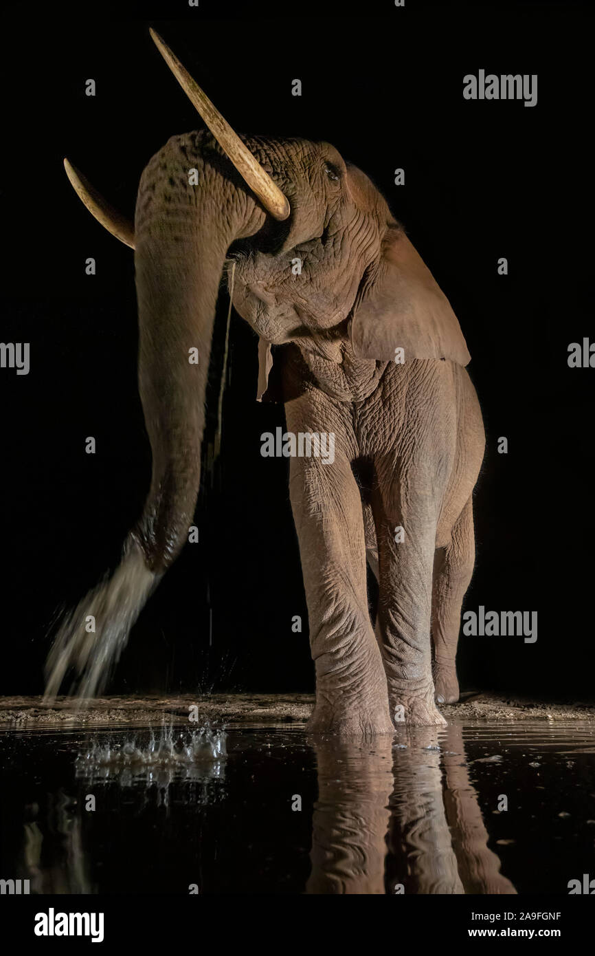 Elefante africano (Loxodonta africana) en agua por la noche, reserva de caza Zimanga, KwaZulu-Natal, Sudáfrica Foto de stock