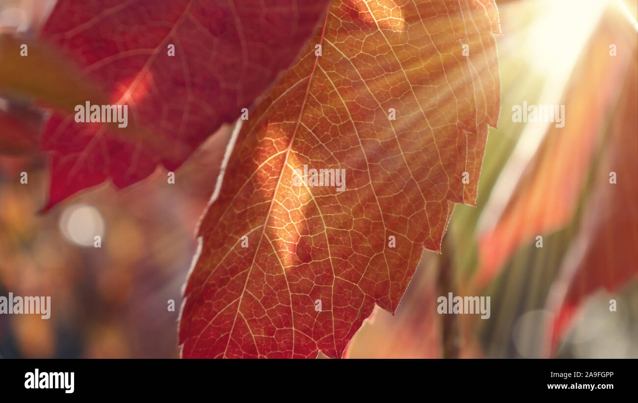 Los rayos del sol hacen su camino a través del follaje de otoño, el hermoso entorno natural de otoño Foto de stock