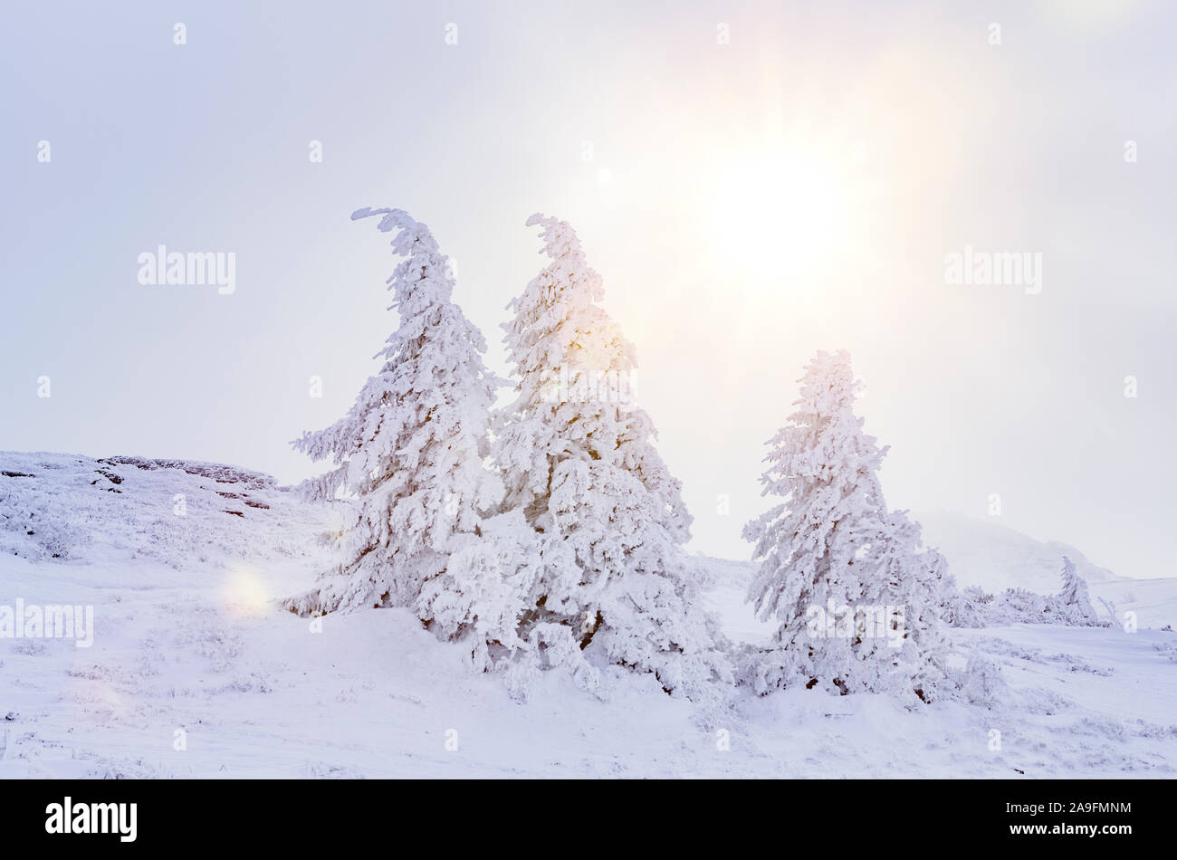 Encantador paisaje invernal con abetos nevados Foto de stock