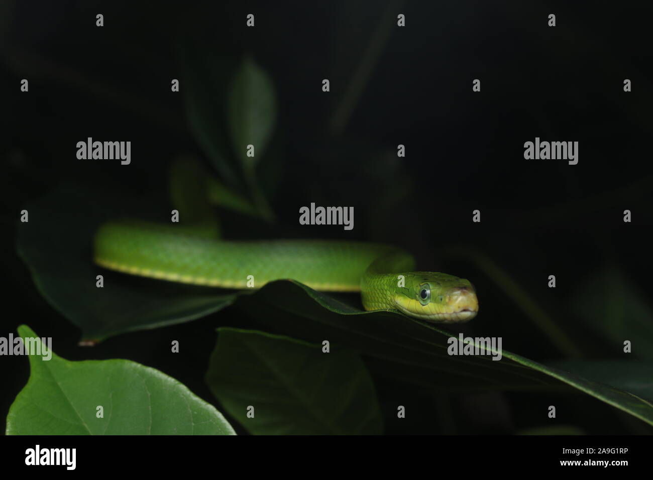 Gonyosoma prasinum, verde abalorio serpiente, verde o verde serpiente rata bush ratsnake Foto de stock
