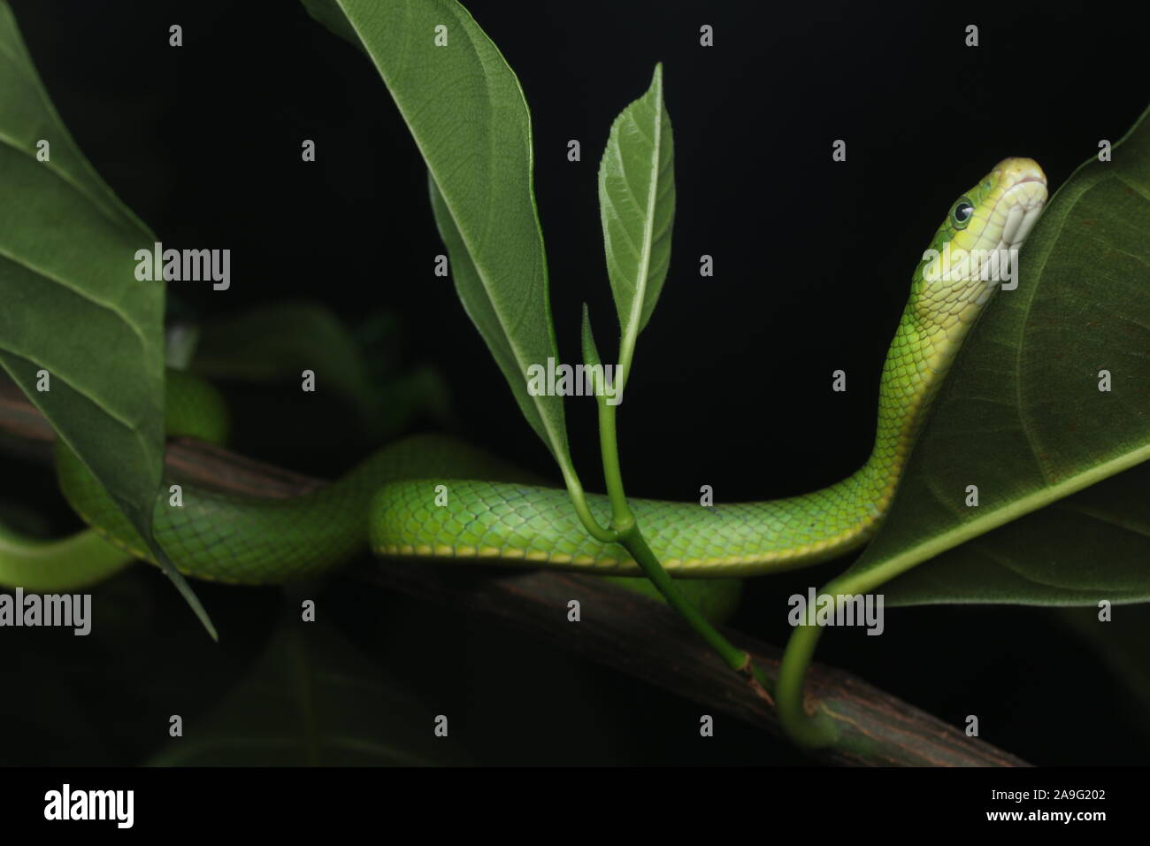Gonyosoma prasinum, verde abalorio serpiente, verde o verde serpiente rata bush ratsnake Foto de stock