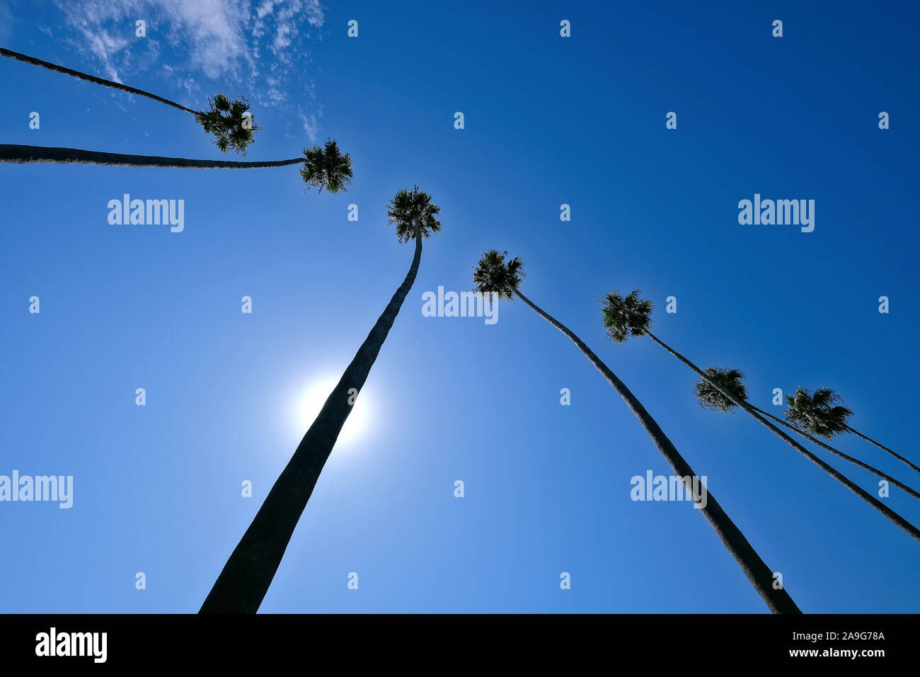 Palmeras y sol frente al cielo azul en Santa Bárbara, California, Estados Unidos Foto de stock