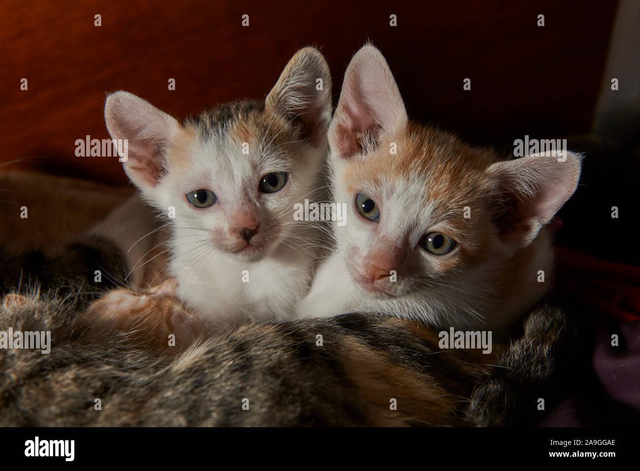 Dos gatos lindos bebes Foto de stock