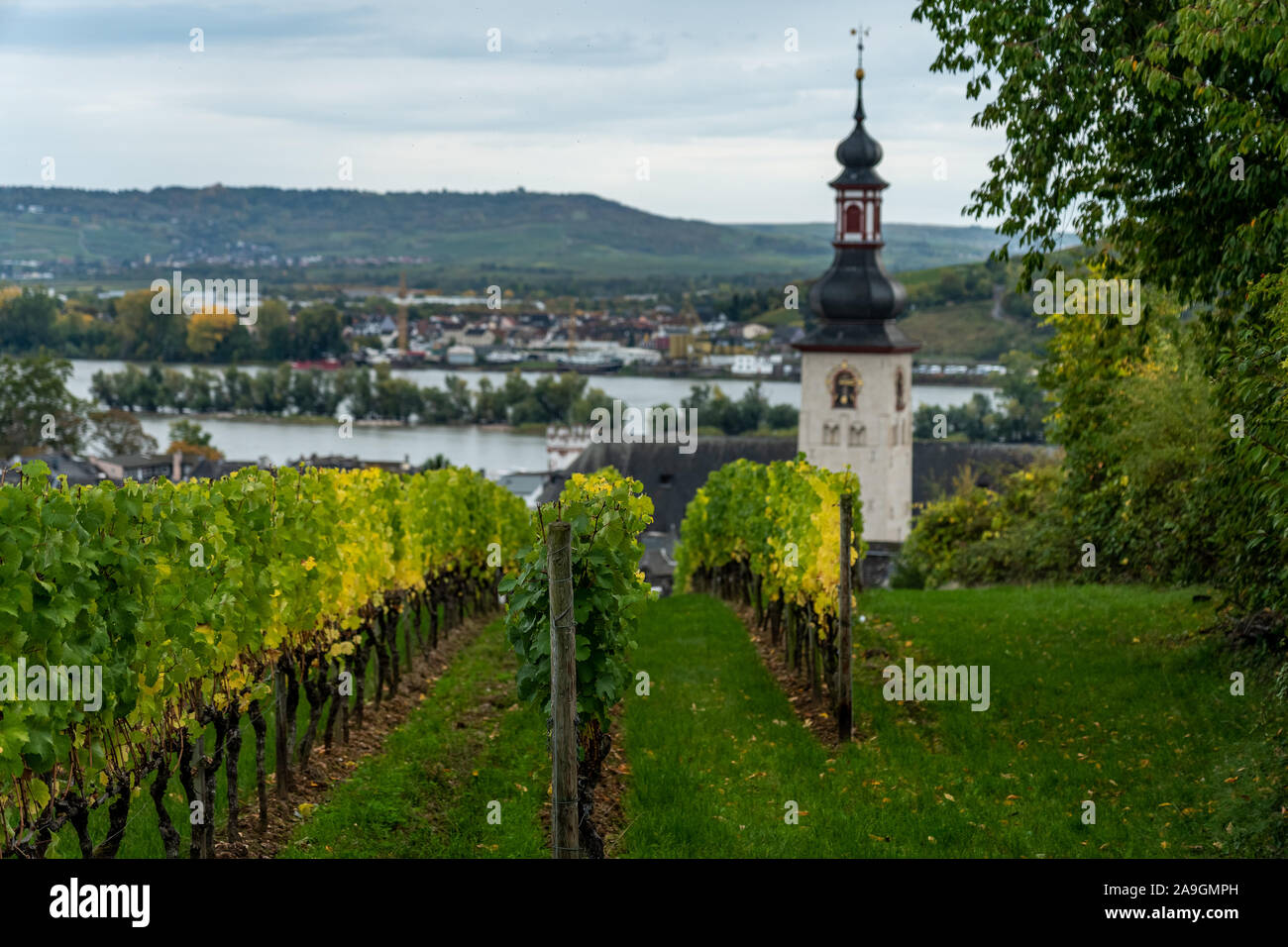 Vista sobre los viñedos, Rin durante el otoño en ruedesheim, valle del Rin medio, Alemania Foto de stock