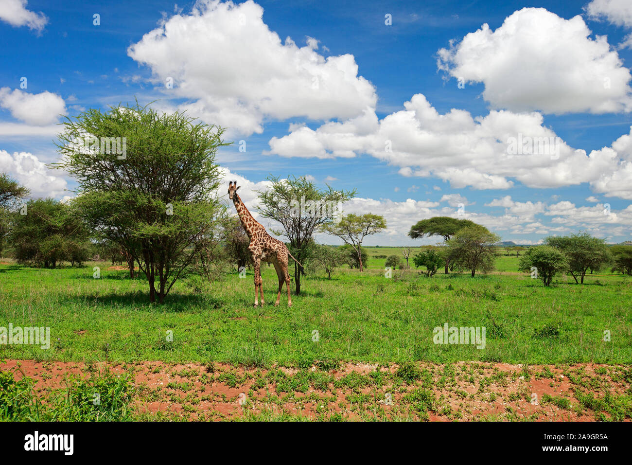 Tanzania, Tansania, Vida Silvestre, Tiere, paisaje Foto de stock