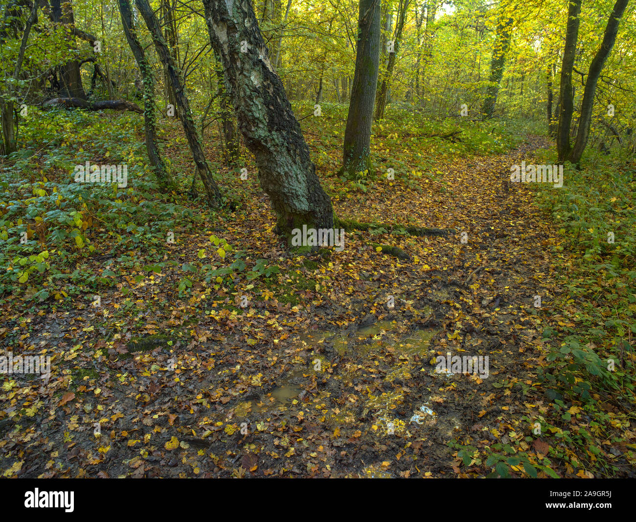Bosques naturales, paisajes en otoño en inglés Fotografía de stock Alamy