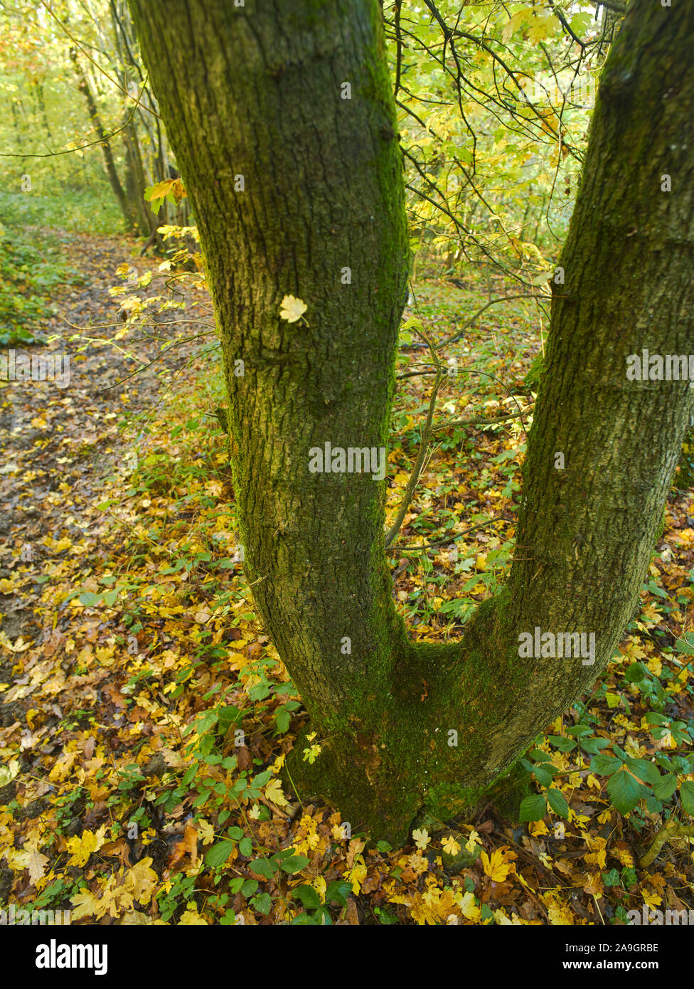 Bosques naturales, paisajes en otoño en inglés Fotografía de stock Alamy