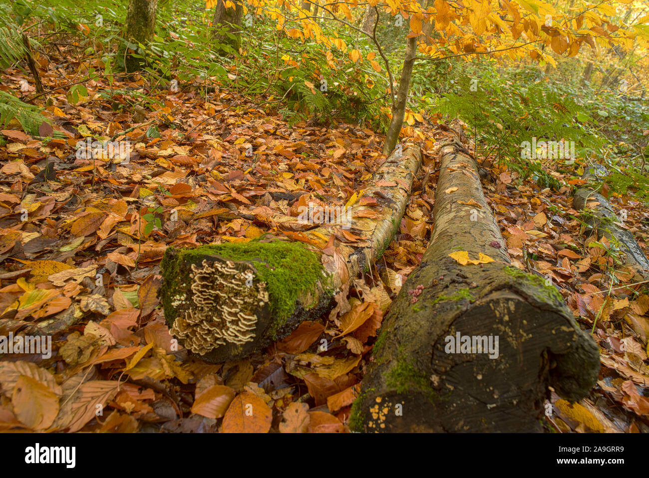 Bosques naturales, paisajes en otoño en inglés Fotografía de stock Alamy