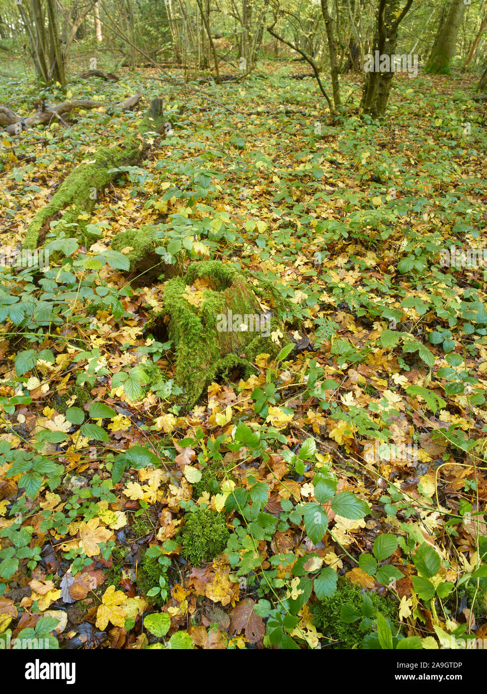 Bosques naturales, paisajes en otoño en inglés Fotografía de stock Alamy