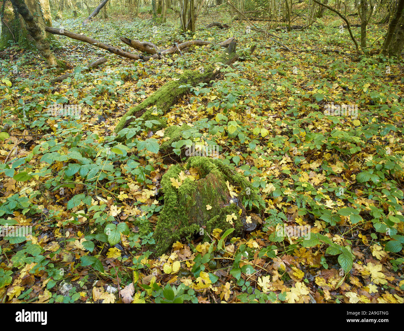 Bosques naturales, paisajes en otoño en inglés Fotografía de stock Alamy