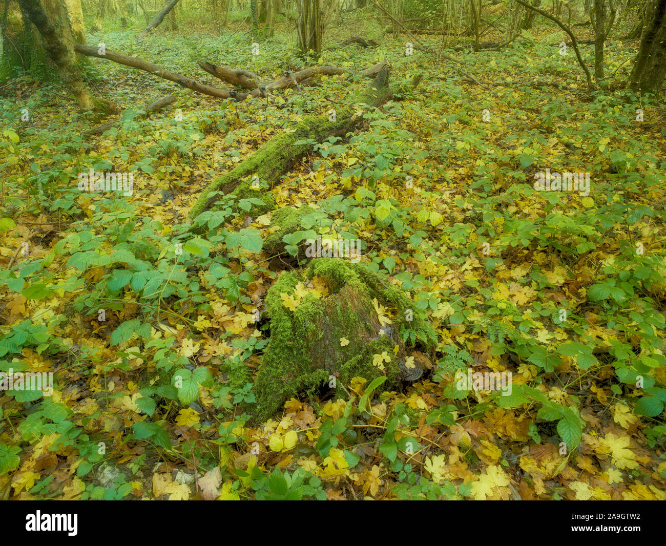 Bosques naturales, paisajes en otoño en inglés Fotografía de stock Alamy