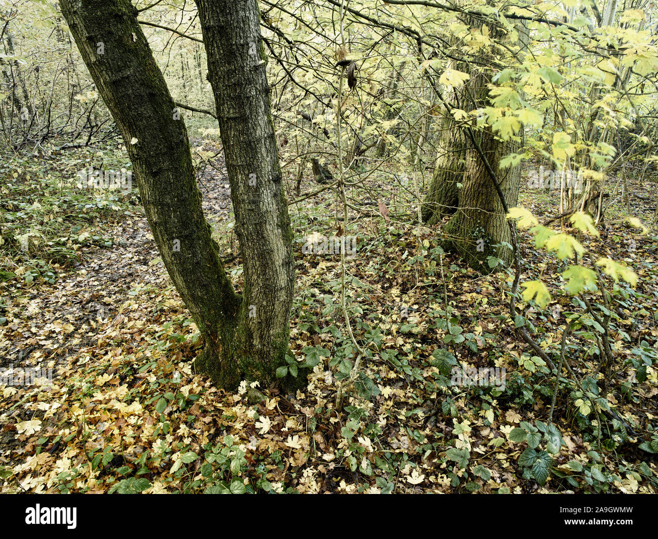 Bosques naturales, paisajes en otoño en inglés Fotografía de stock Alamy