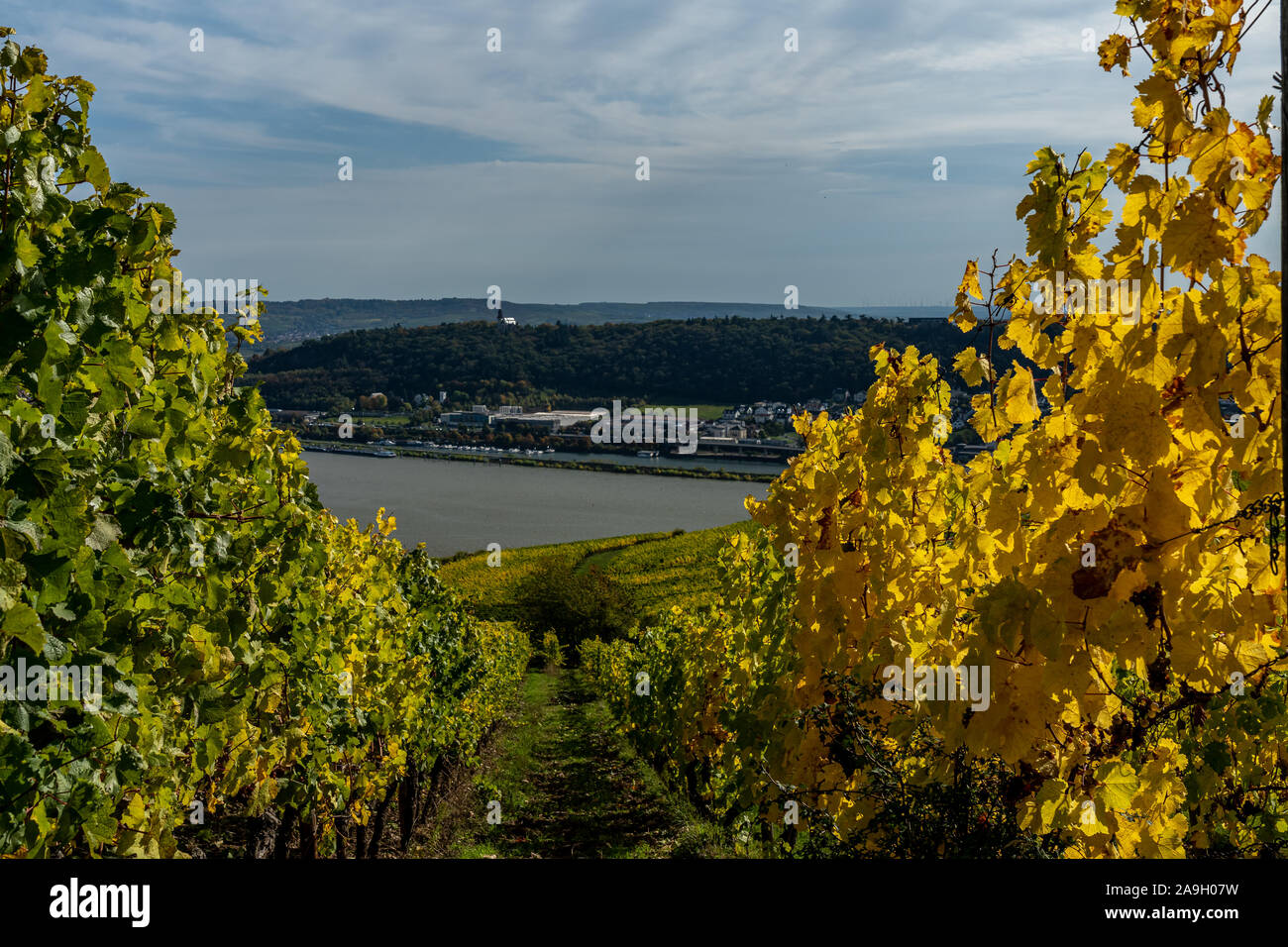 Vista sobre los viñedos, Rin durante el otoño en ruedesheim, valle del Rin medio, Alemania Foto de stock