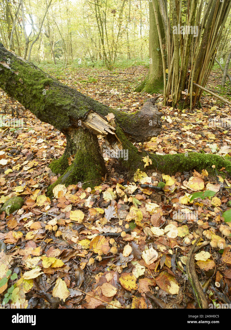 Bosques naturales, paisajes en otoño en inglés Fotografía de stock Alamy
