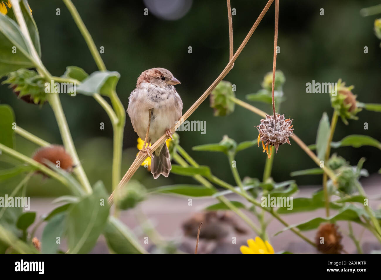 Gorrión (Passer domesticus) encaramado en un jardín trasero Foto de stock