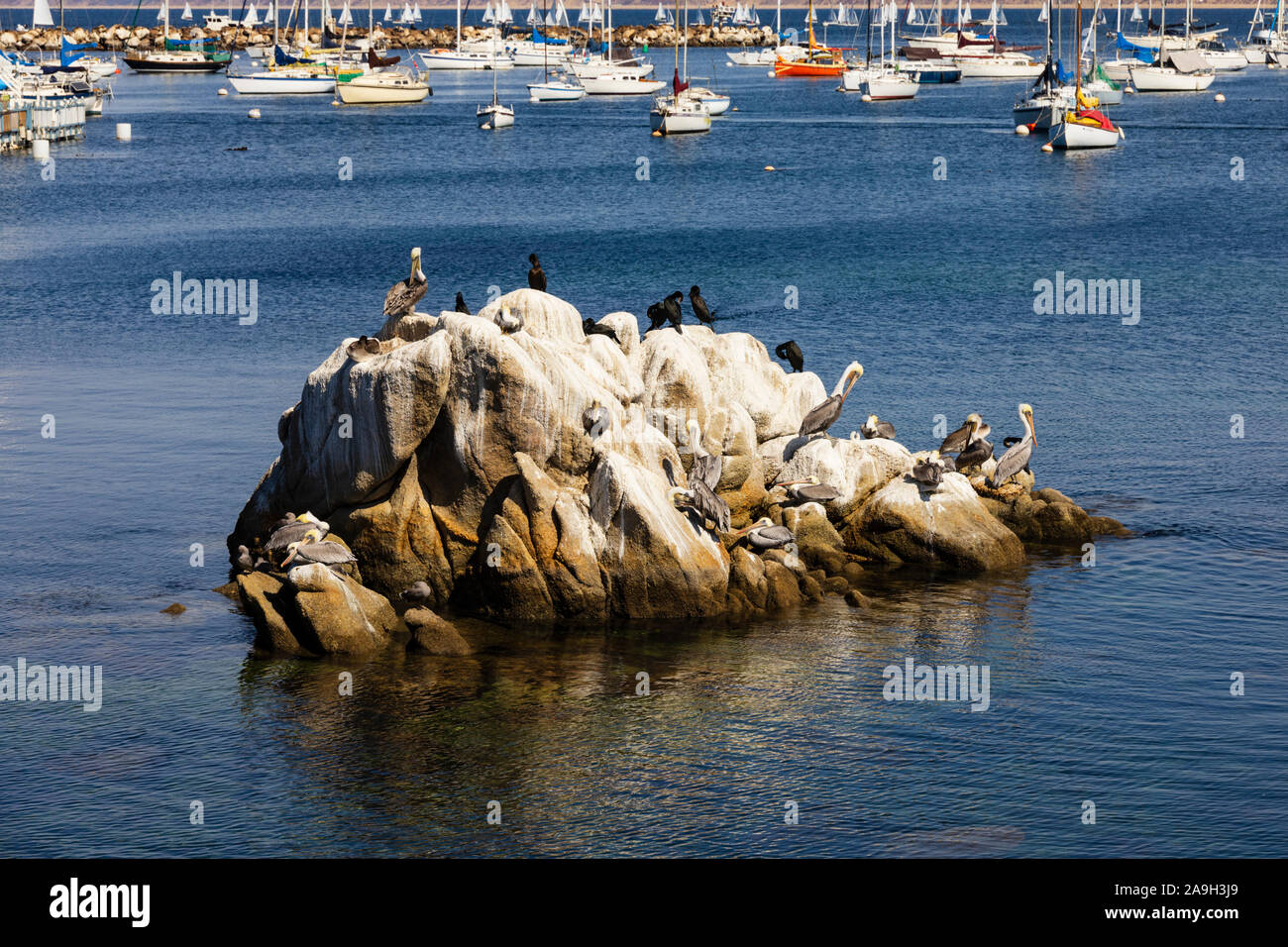 Pelícanos californianos, Pelecanus occidentalis californicus, sobre una roca en el rompeolas Cove, Monterey, California, Estados Unidos de América Foto de stock