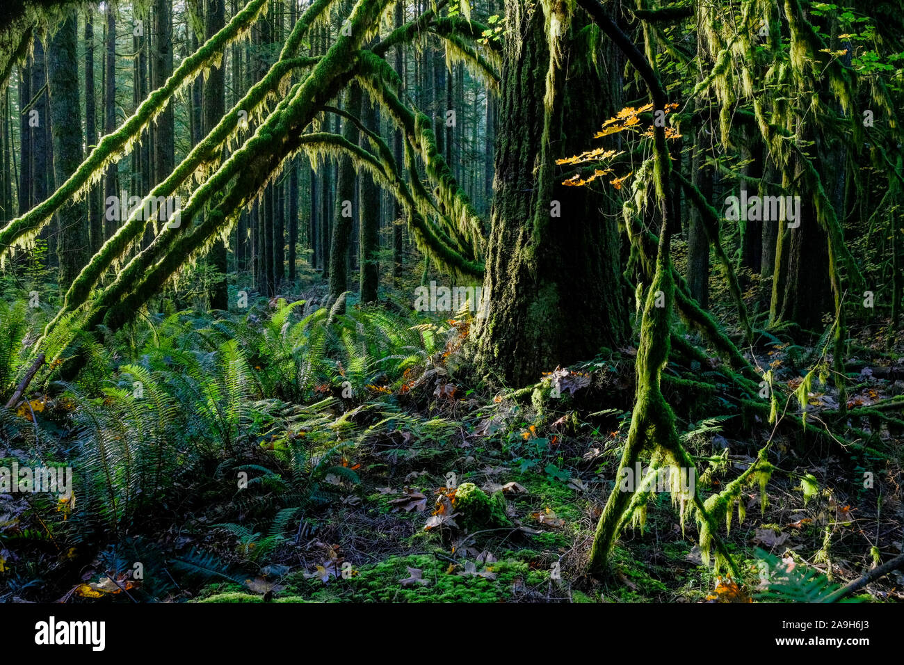 Western Sword sotobosque de helecho, previamente registrado, segundo crecimiento del bosque, Golden Ears Provincial Park, Maple Ridge, British Columbia, Canadá Foto de stock