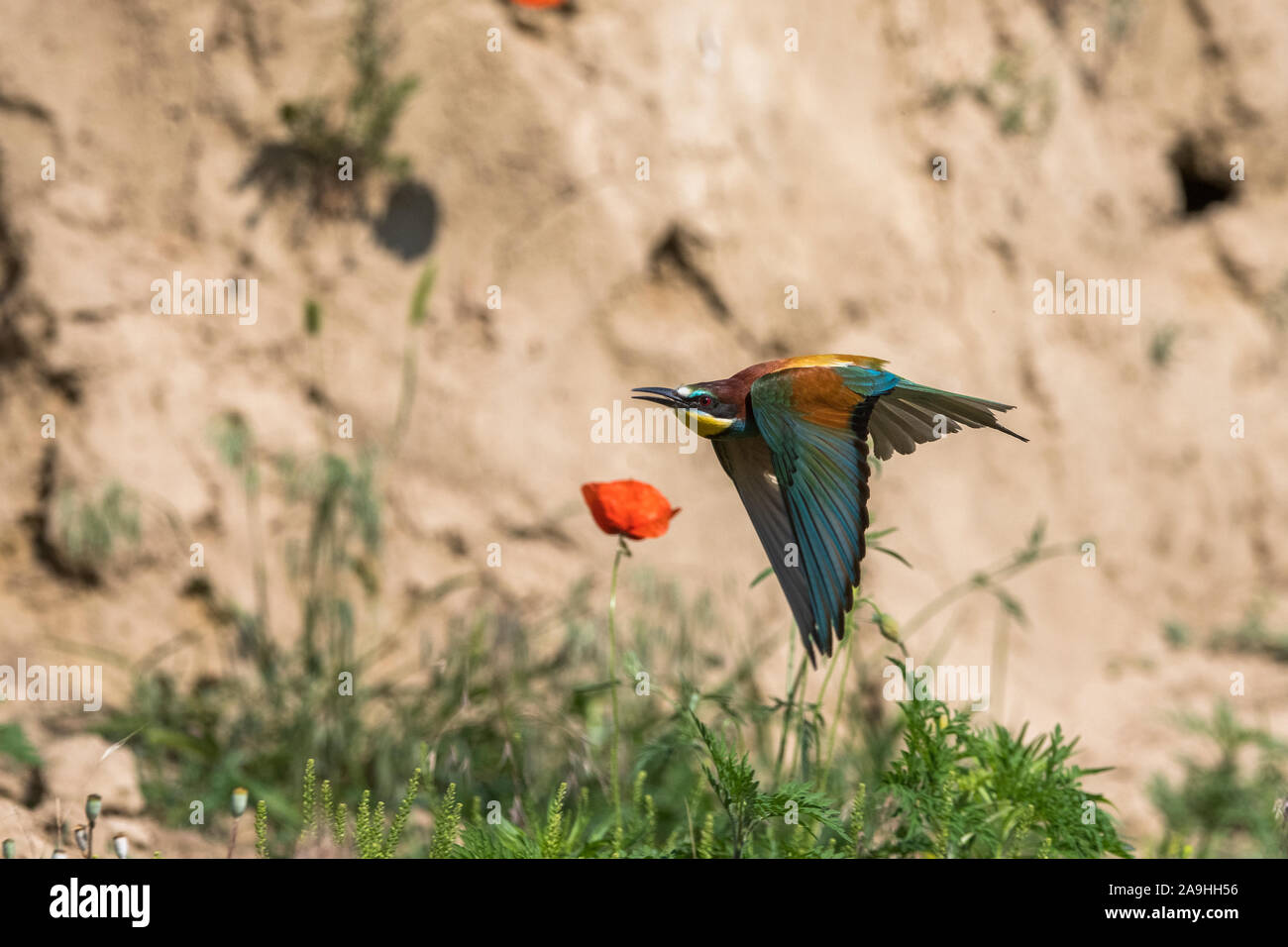 El abejaruco (Merop apiaster), Parque Nacional de Hortobágy, Hungría Foto de stock