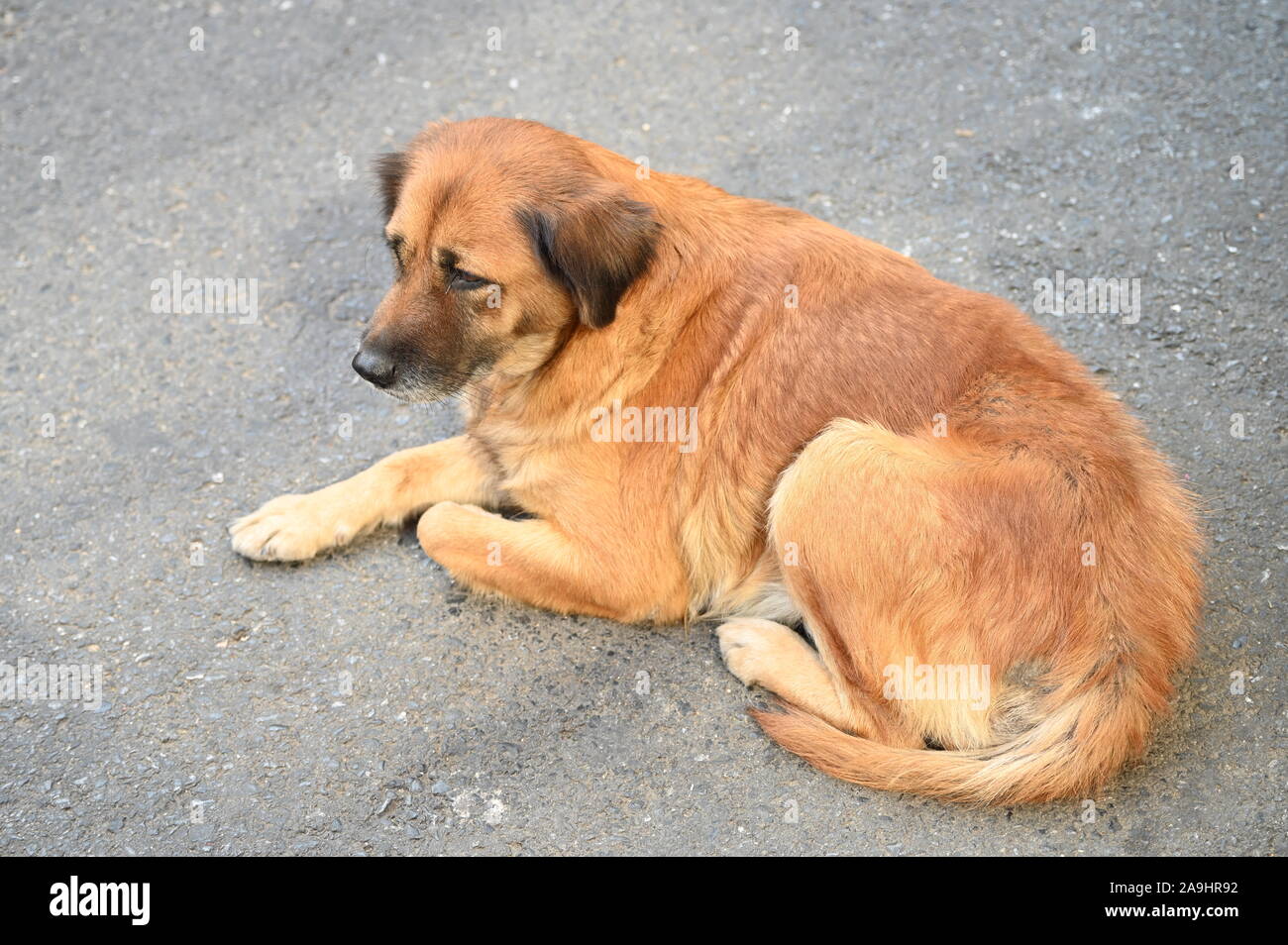 Lonely perro callejero en una carretera en Shanghai Foto de stock