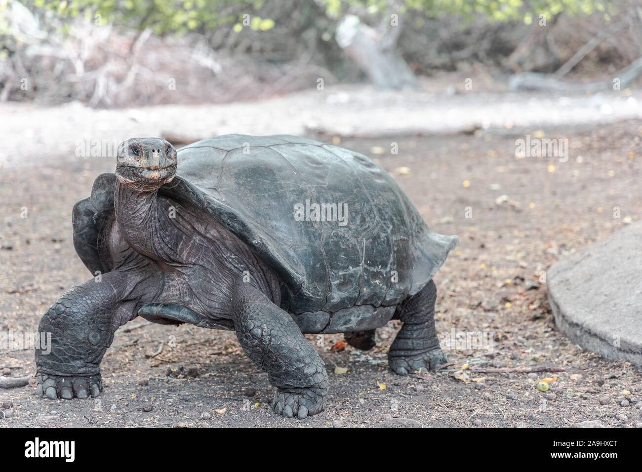 Tortuga Galapagos posando para la cámara en la isla de Santa Cruz. Estas especies son endémicas de estas islas. Foto de stock