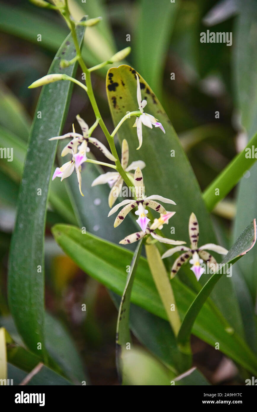 Odontoglossum orquídeas en el Jardín Botánico de Quito, Quito, Ecuador Foto de stock