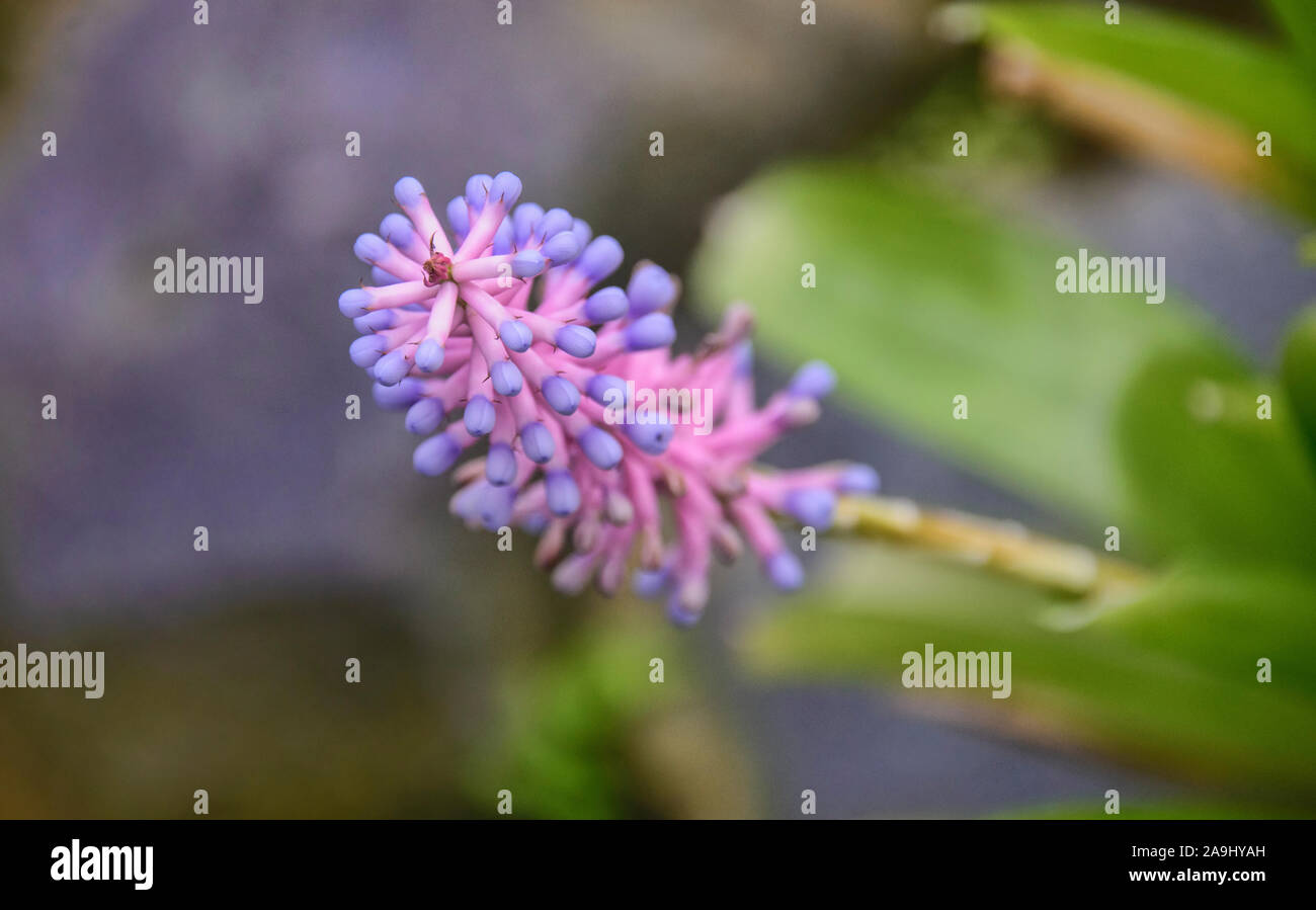 Fumitory (Fumaria officinalis) que crecen en el Jardín Botánico de Quito, Quito, Ecuador Foto de stock