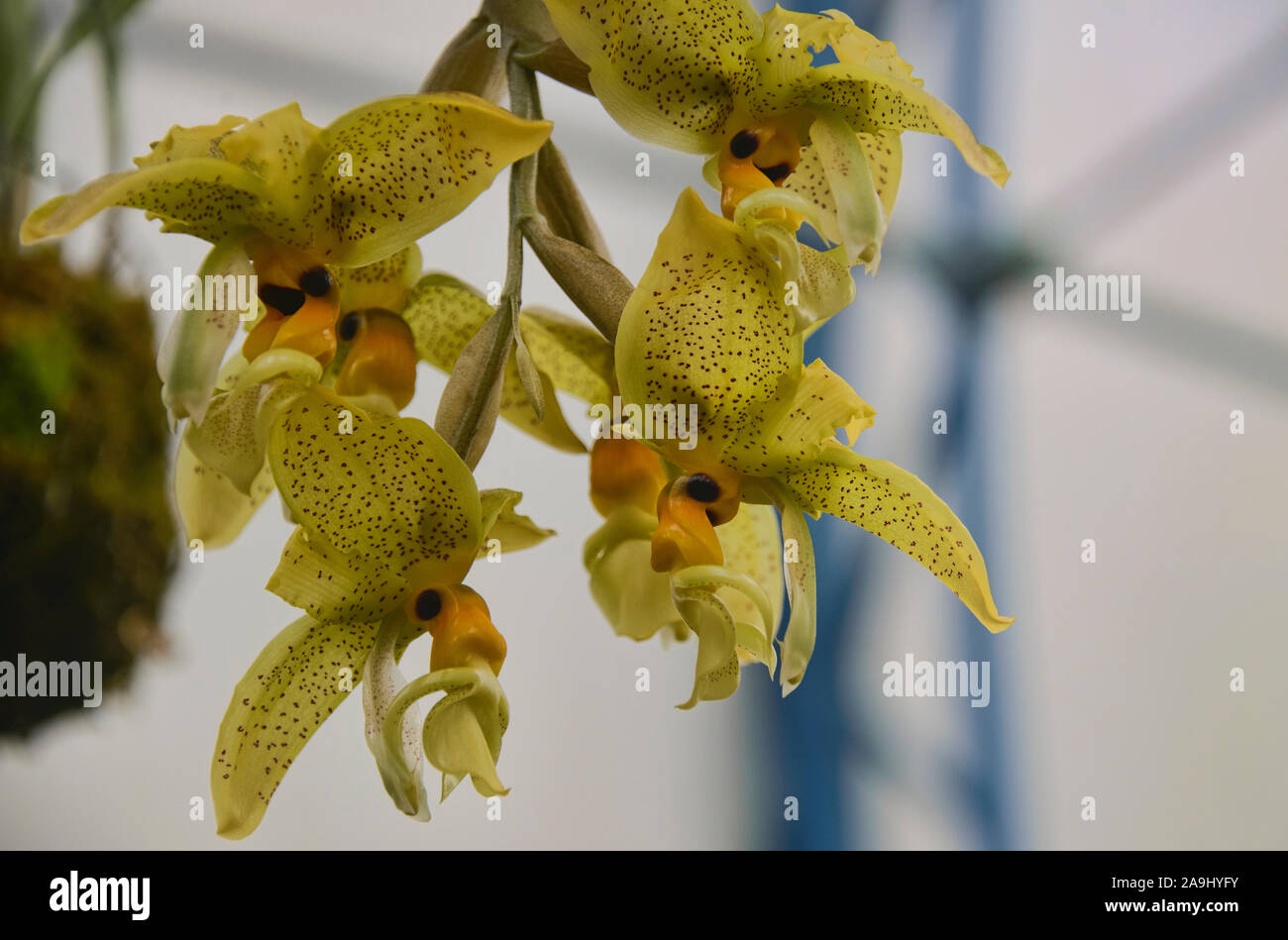 Las orquídeas crecen en el Jardín Botánico de Quito, Quito, Ecuador Foto de stock