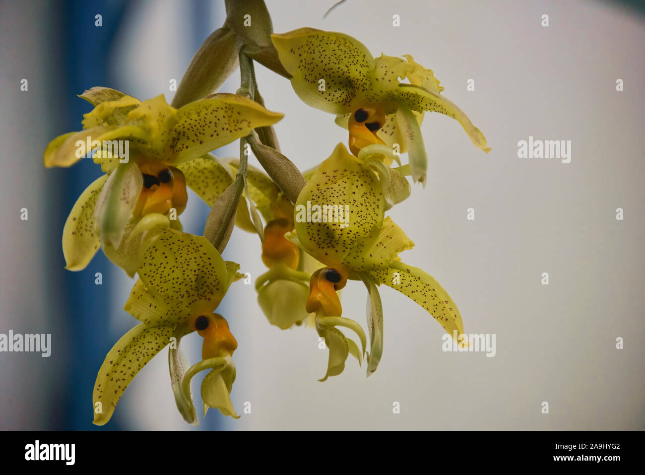 Las orquídeas crecen en el Jardín Botánico de Quito, Quito, Ecuador Foto de stock