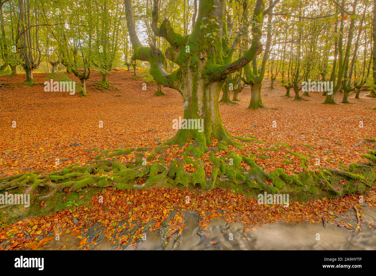 Árboles de madera de haya en otoño, Otzaretta Bosque, Parque Natural del Gorbea, España, País Vasco parque forestal, a menudo llamado obne del mundo más preciosos fo Foto de stock