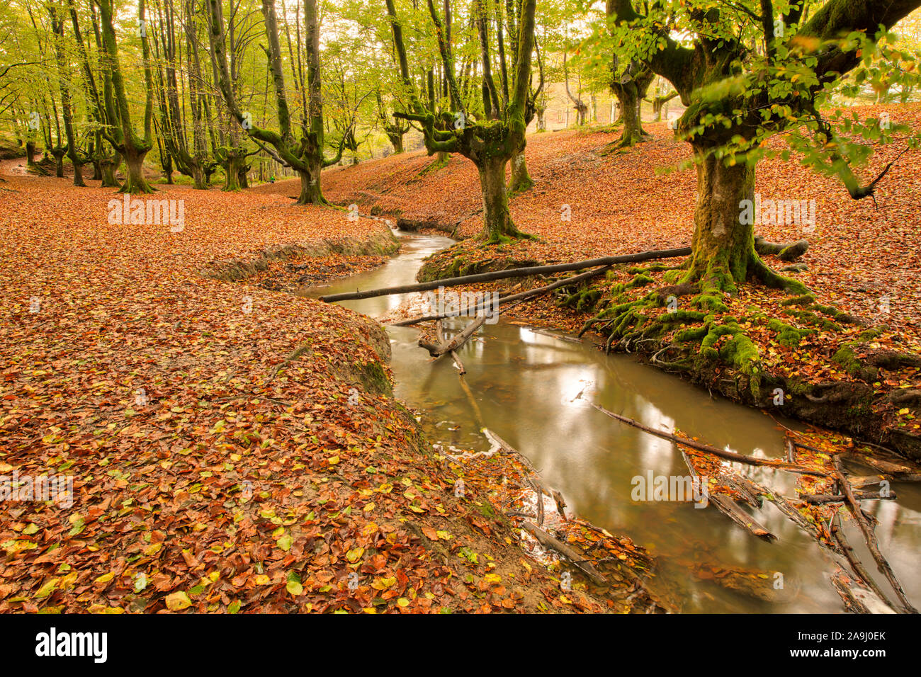 Árboles de madera de haya en otoño, Otzaretta Bosque, Parque Natural del Gorbea, España, País Vasco parque forestal, a menudo llamado obne del mundo más preciosos fo Foto de stock