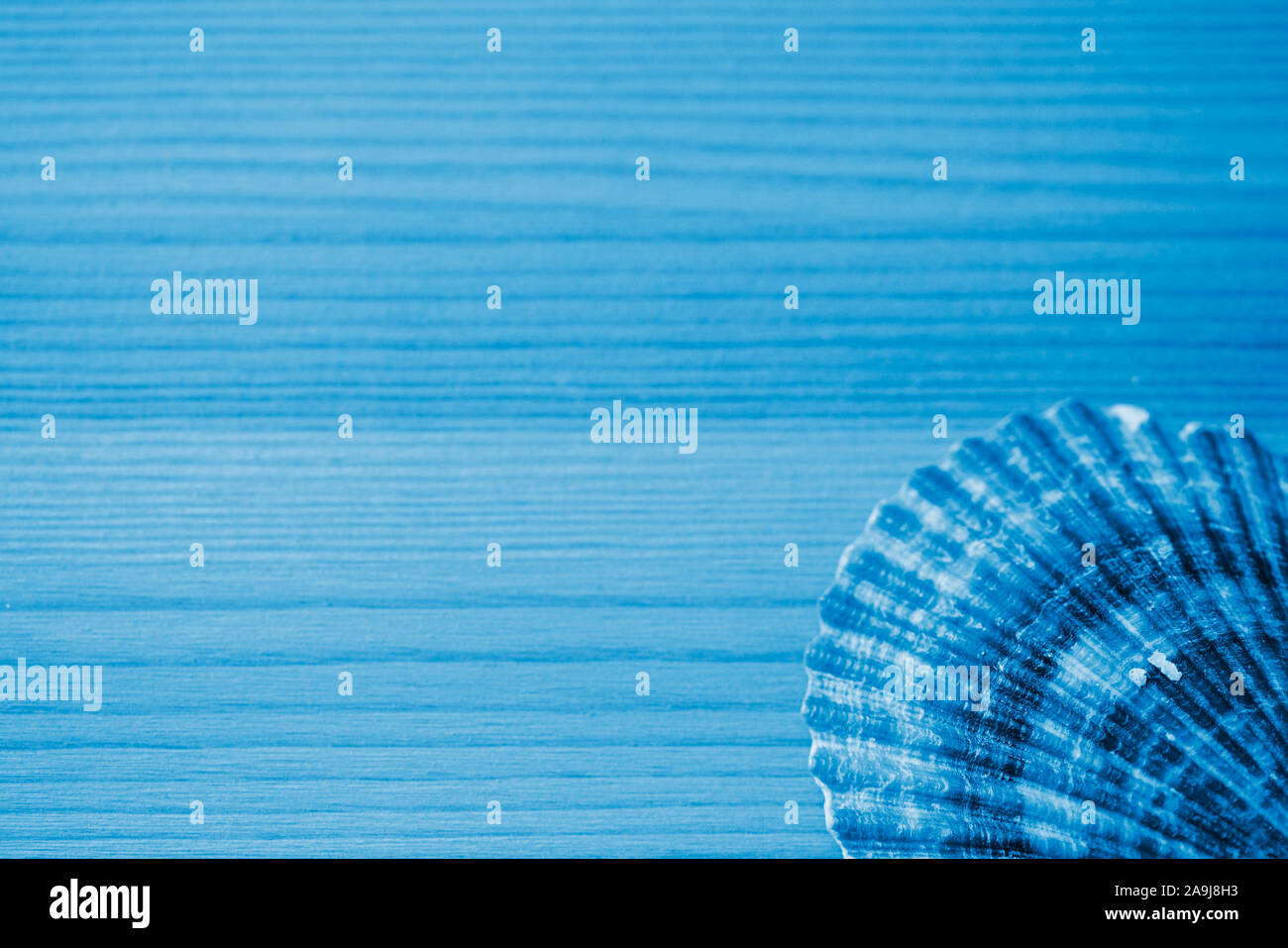 Seashell sobre un fondo de madera cerca. Tonos de color azul Foto de stock
