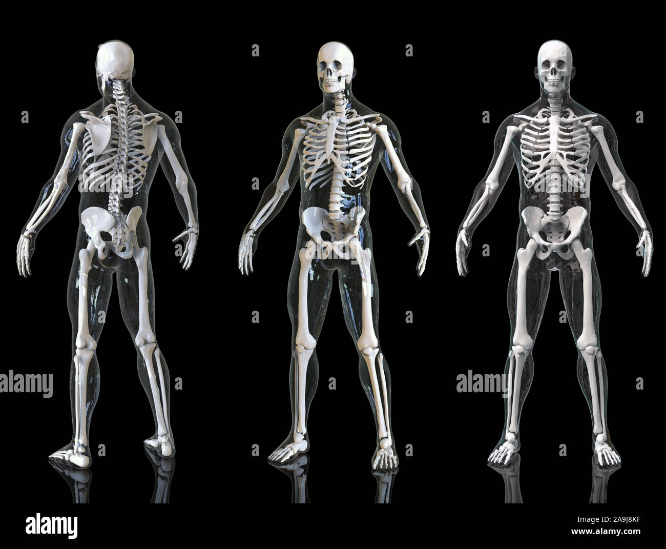 Esqueleto Humano aislado - 3D Render Foto de stock
