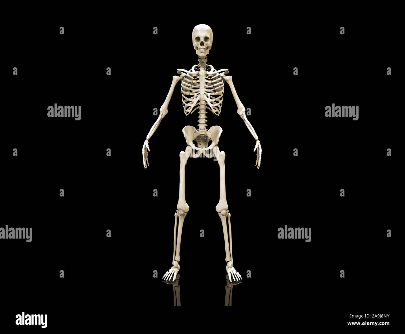 Esqueleto Humano aislado - 3D Render Foto de stock