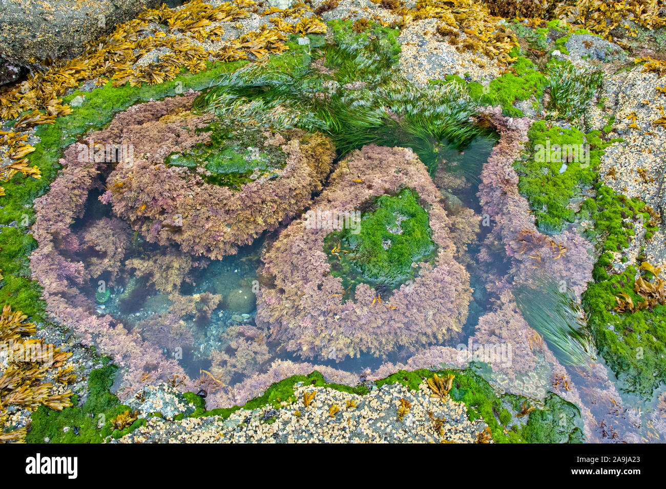 Piscina de marea wih algas coralinas, especies Corallina, vejiga asolando, el fucus vesiculosus, percebes, Balanus glandula de bellota, y del Scouler surfgrass, Phyllo Foto de stock
