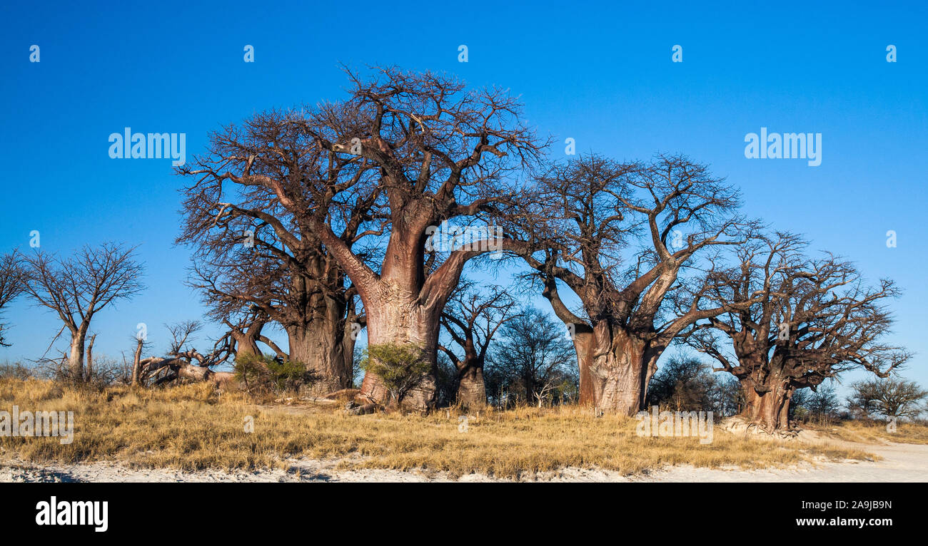 Parque Nacional de Nxai Boab-Baüme im, Botswana Foto de stock