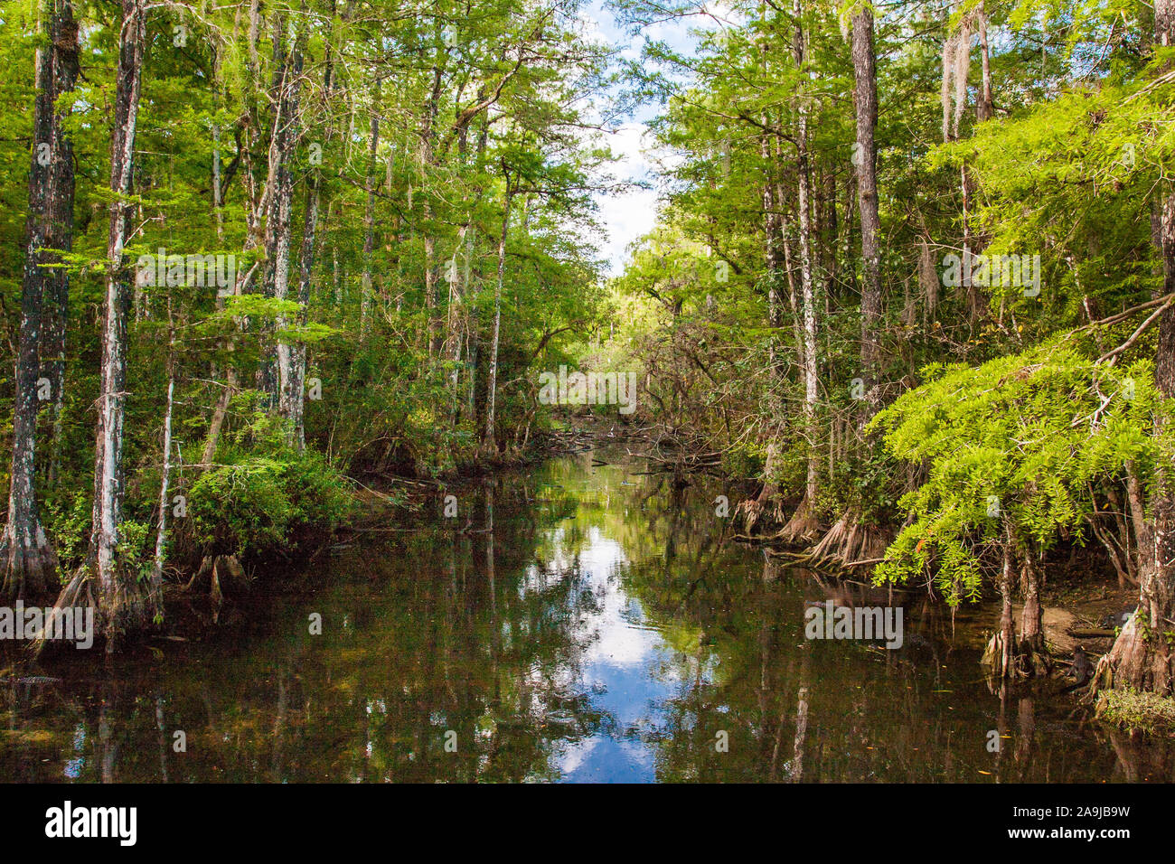 Big Cypress National Wildlife Refuge, Florida Foto de stock