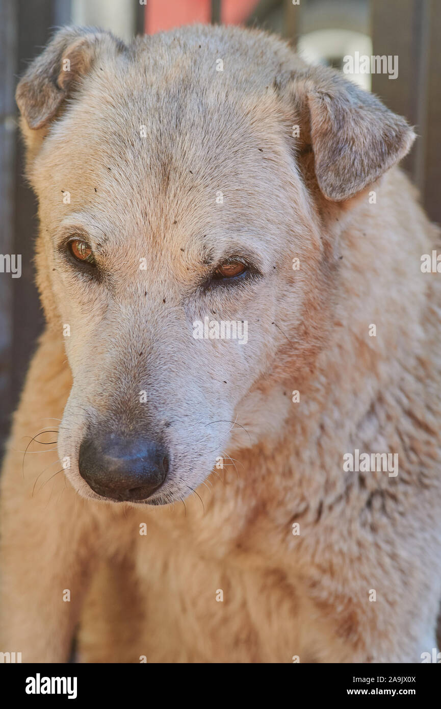 Cara de perro con pulgas alrededor de vista cercana Foto de stock