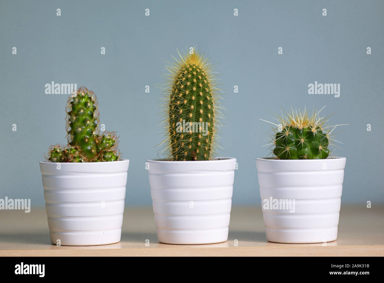 Diferentes decorativos pequeños cactus en maceta Fotografía de stock - Alamy