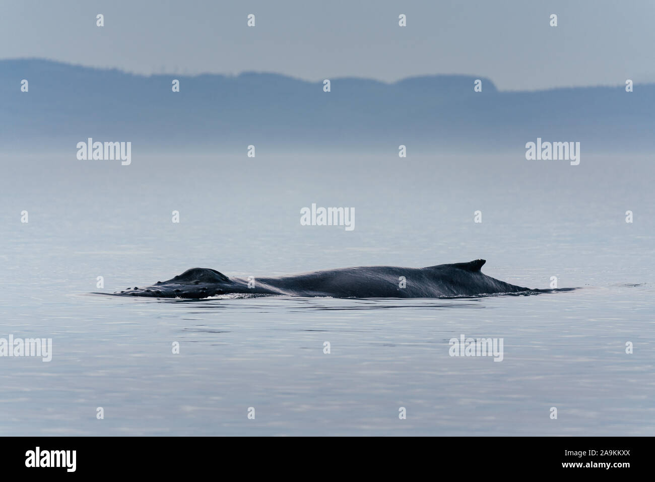 Canadá, British Columbia. Cola de ballena jorobada en Victoria Foto de stock
