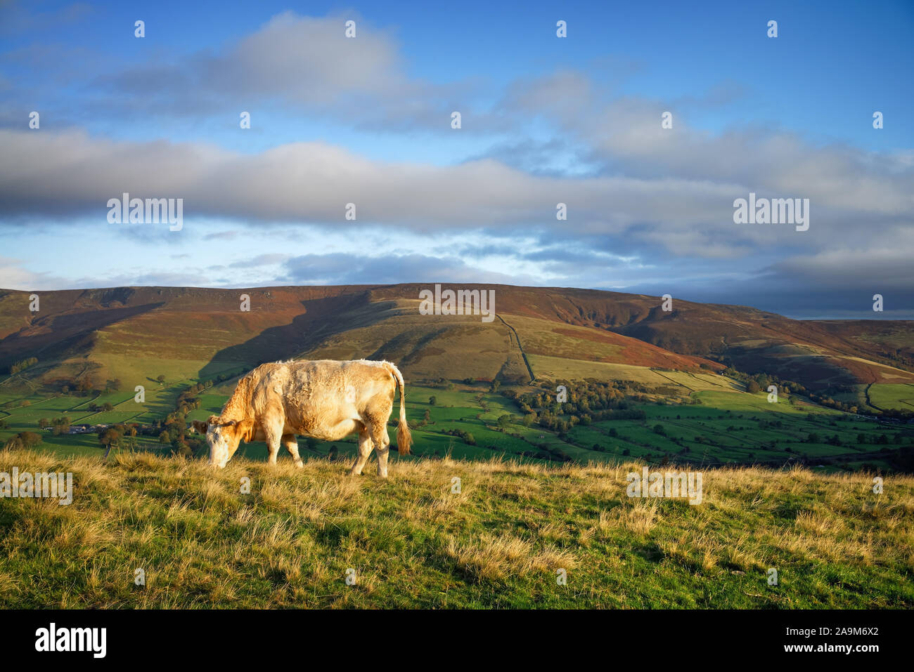 Reino Unido,,Derbyshire Peak District,vaca solitaria en el gran cresta con vistas al valle de Edale y Kinder Scout Foto de stock
