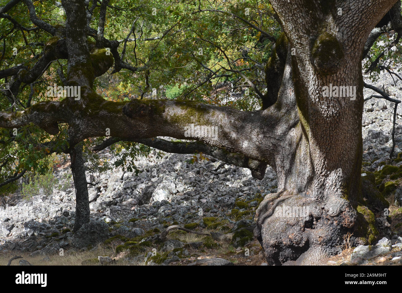 El abuelo, un centenario roble en el parque natural de Sierra Madrona, al sur de España Foto de stock